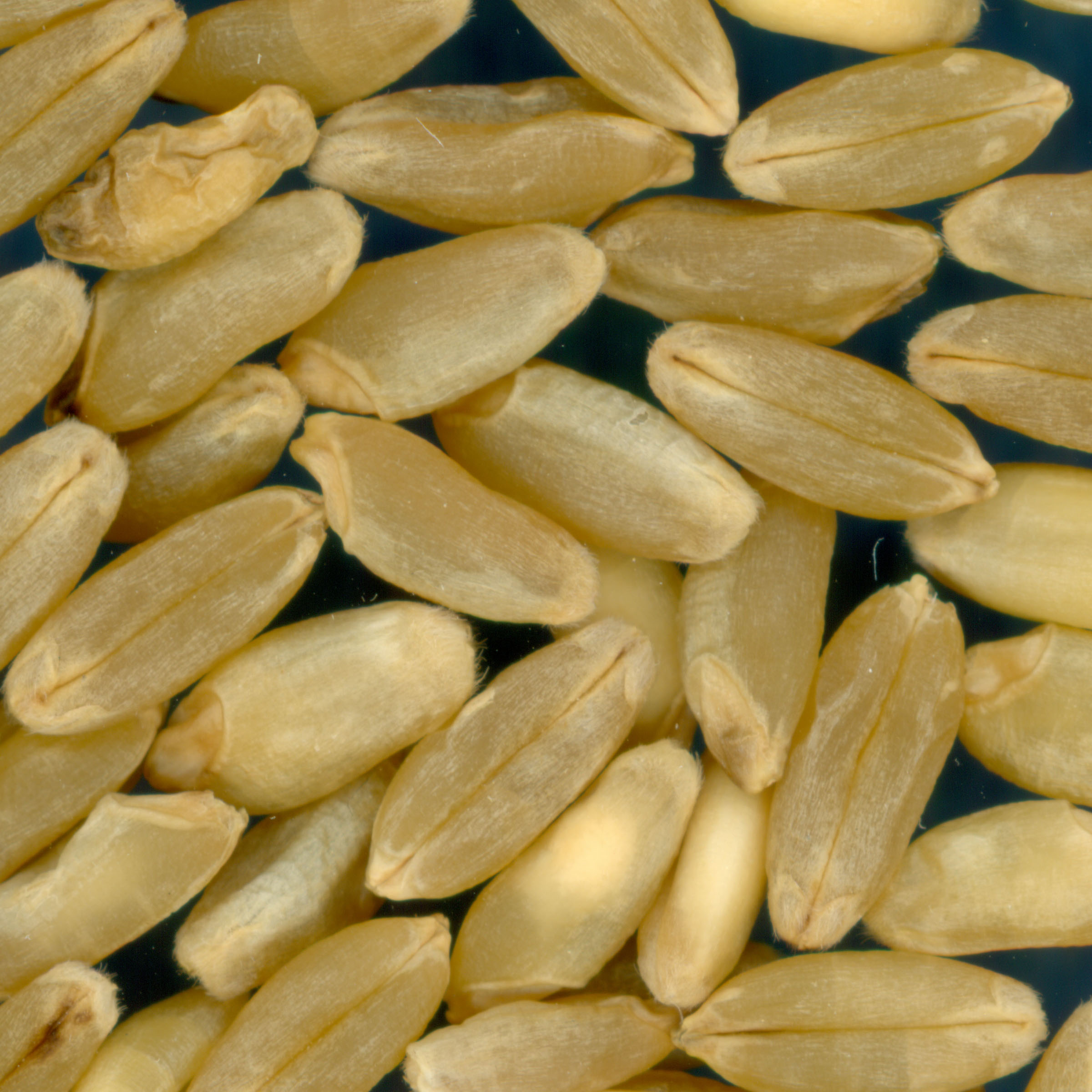 Click for 2 image(s) for this accession. KERNELS